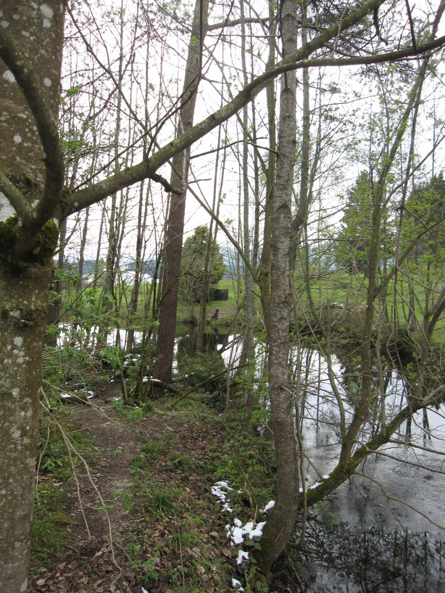 Hallaicher (52)