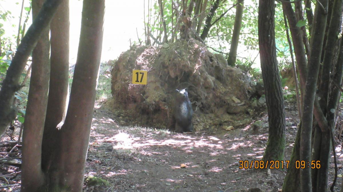 Harmanschlag (38)