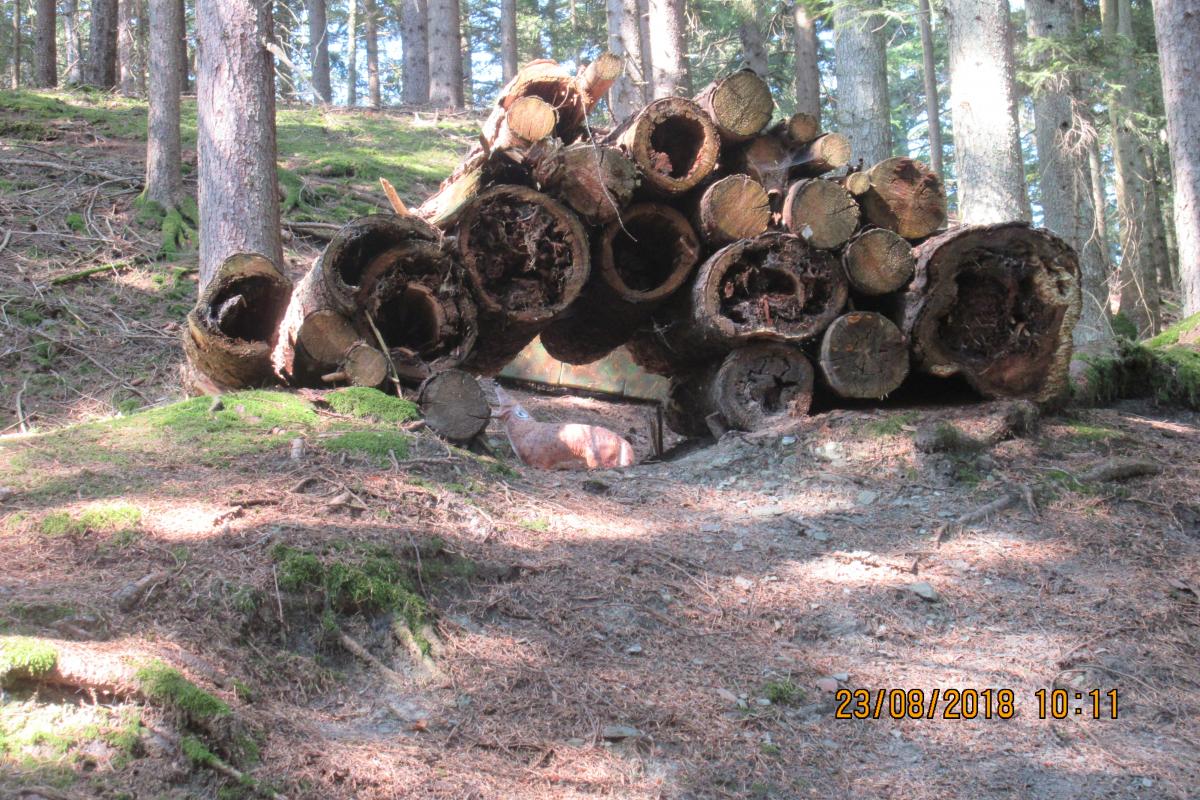 Killerbienen (60)