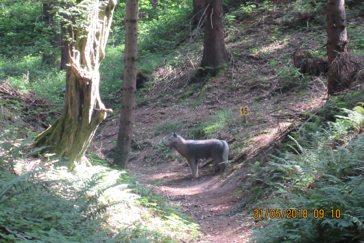 Klamschzlucht (33)