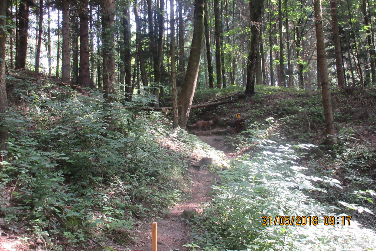 Klamschzlucht (36)