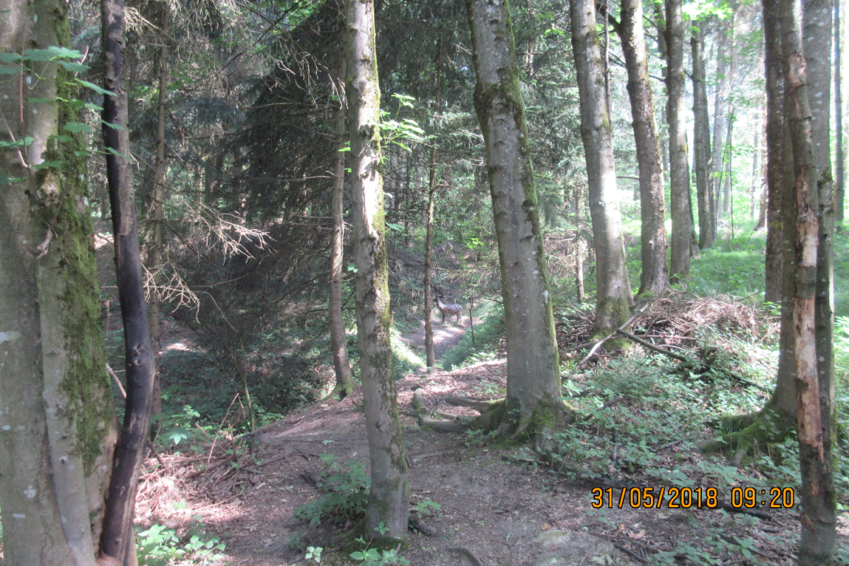 Klamschzlucht (38)