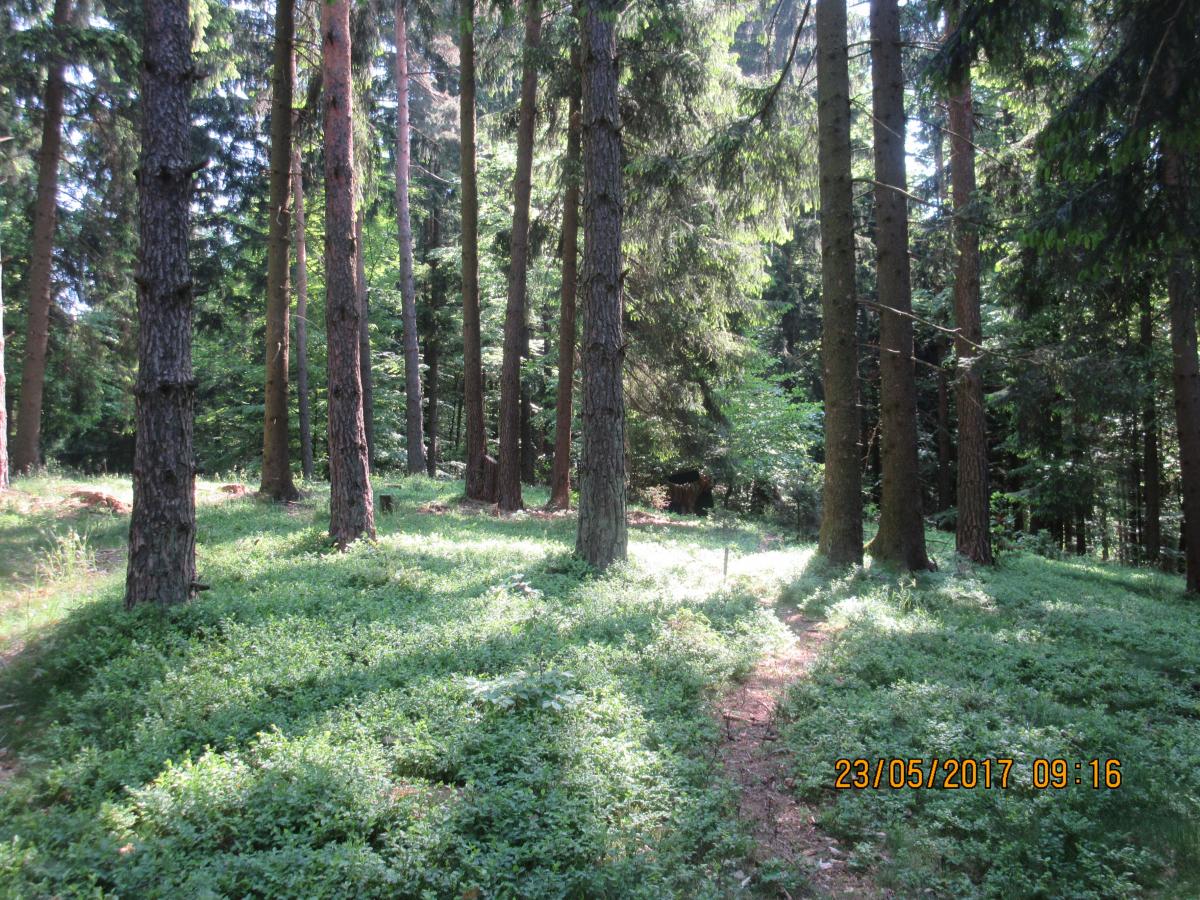 Mönichdorf (33)