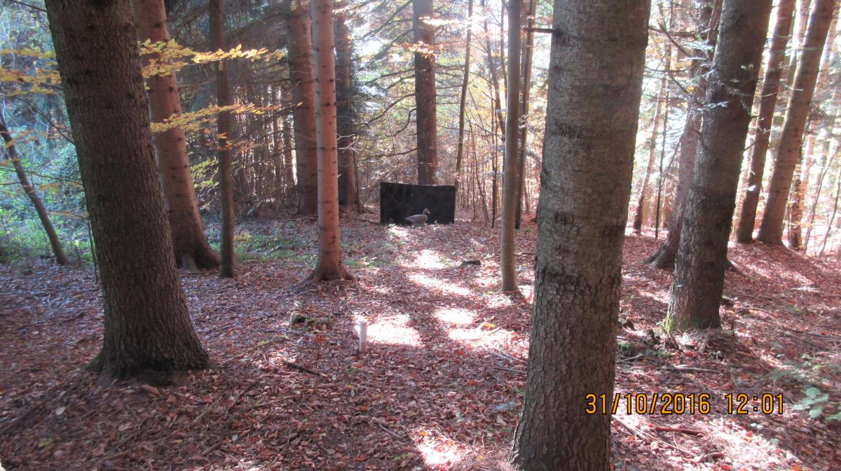 Rohrbach (31)