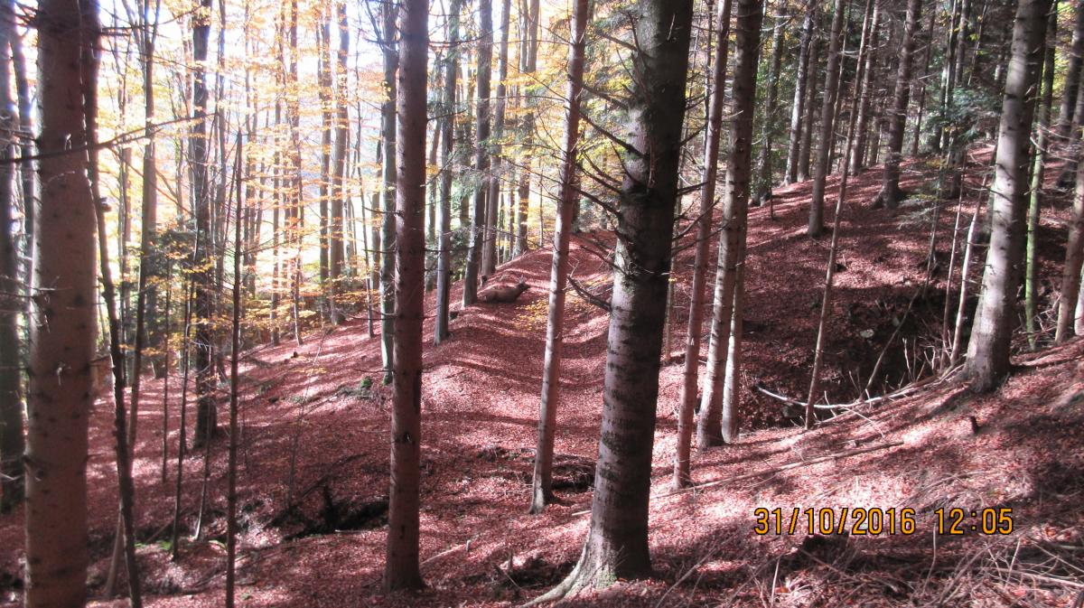 Rohrbach (33)