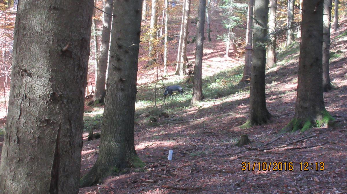 Rohrbach (36)