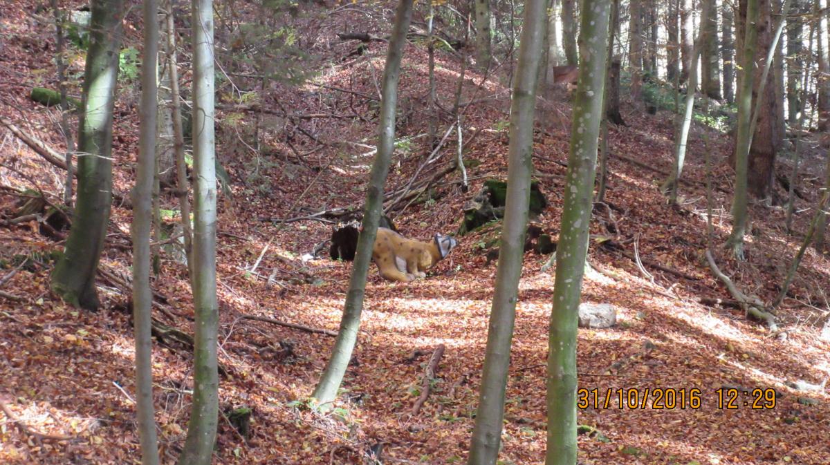 Rohrbach (42)