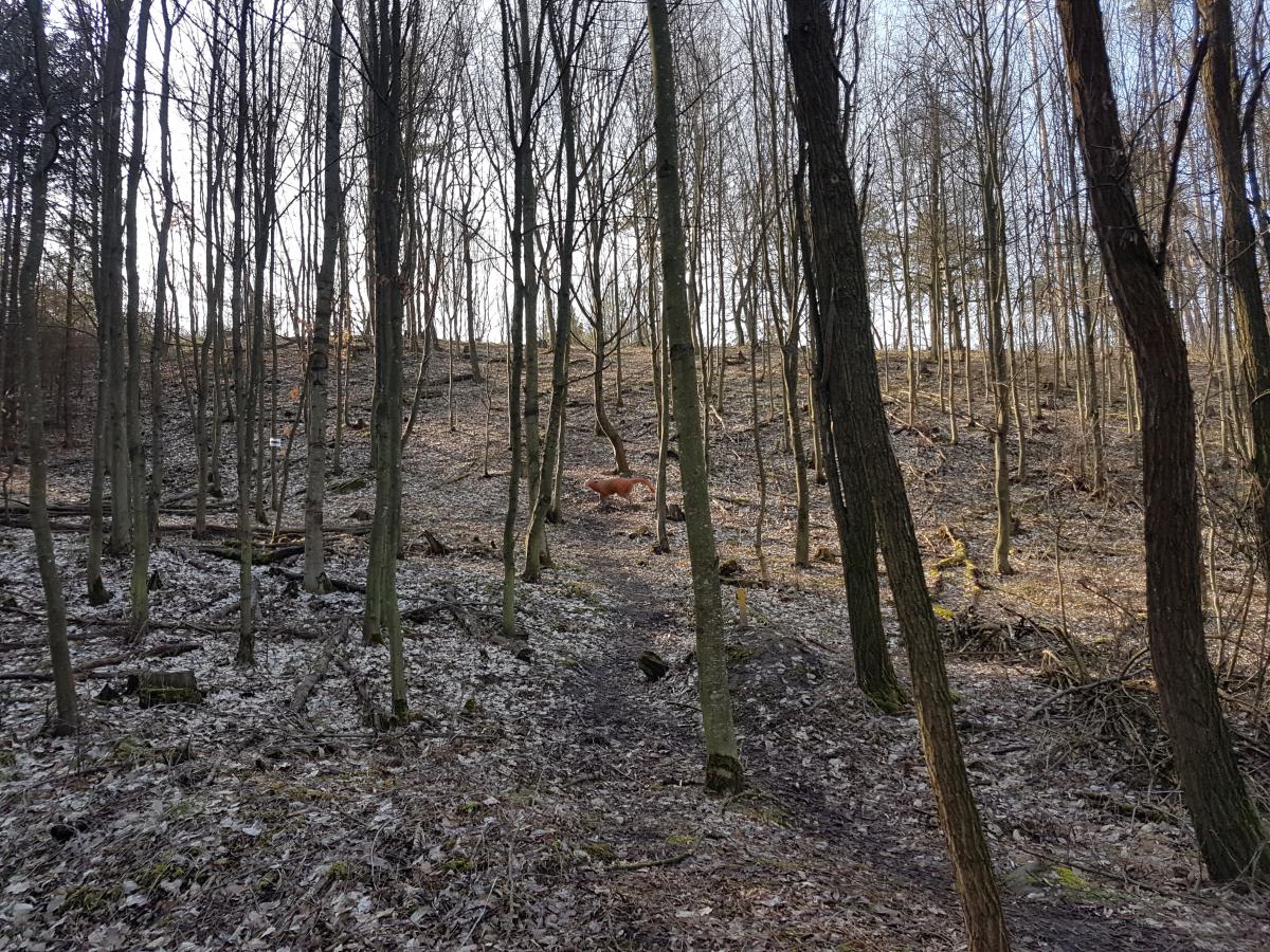 Rosenburg (45)