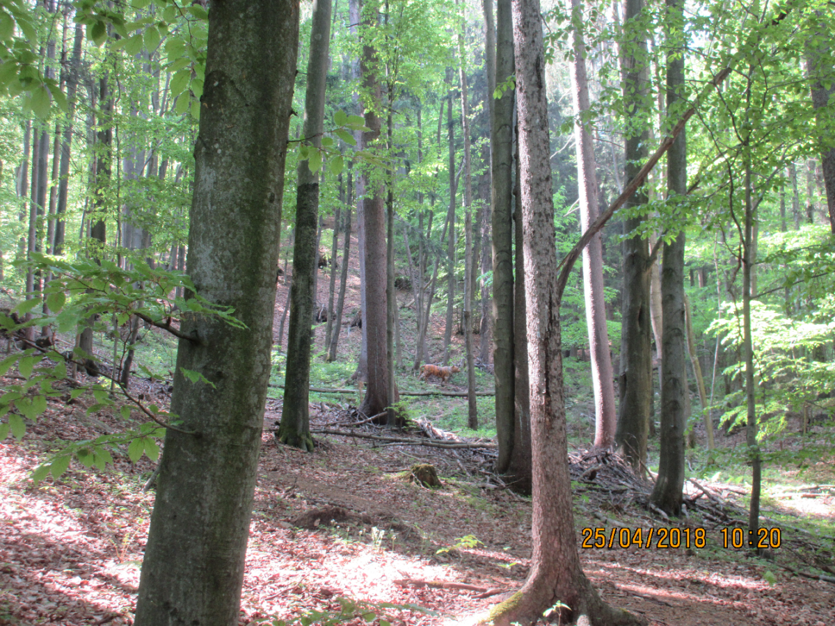 Siebernegg (34)