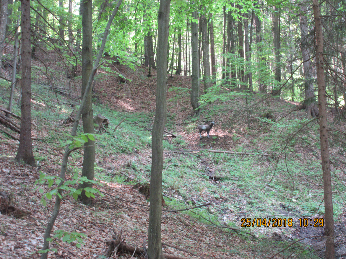 Siebernegg (36)