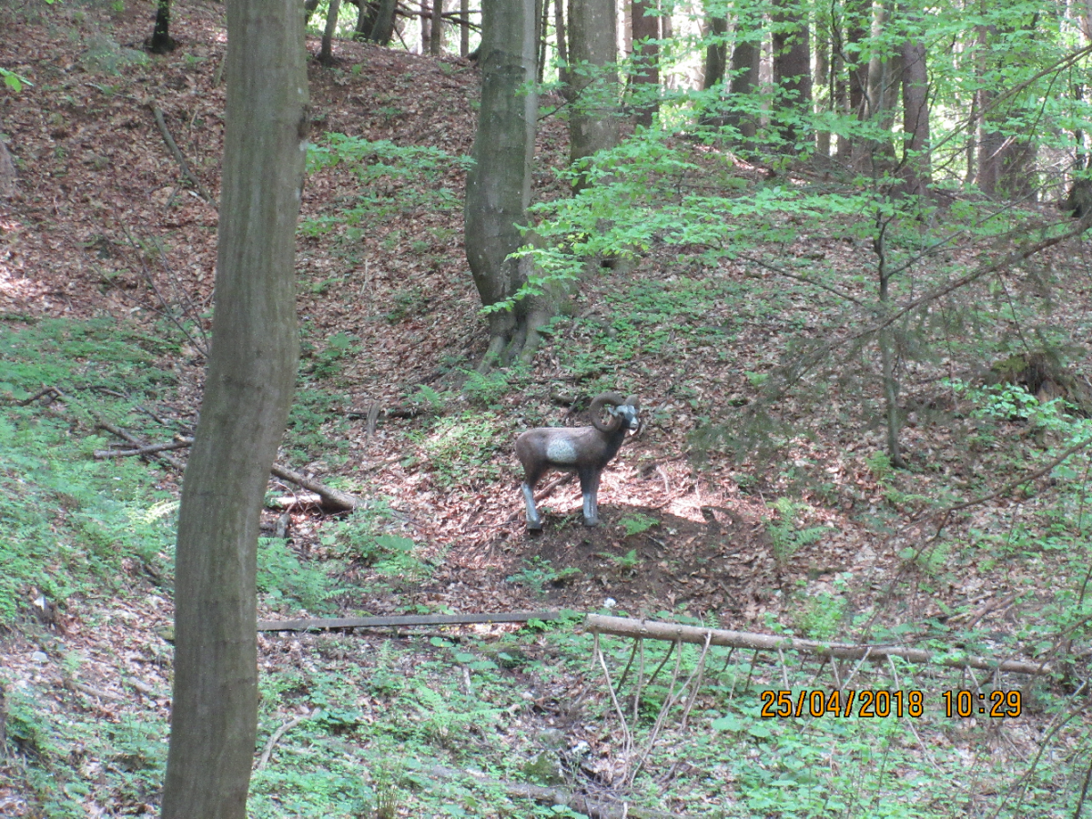 Siebernegg (37)