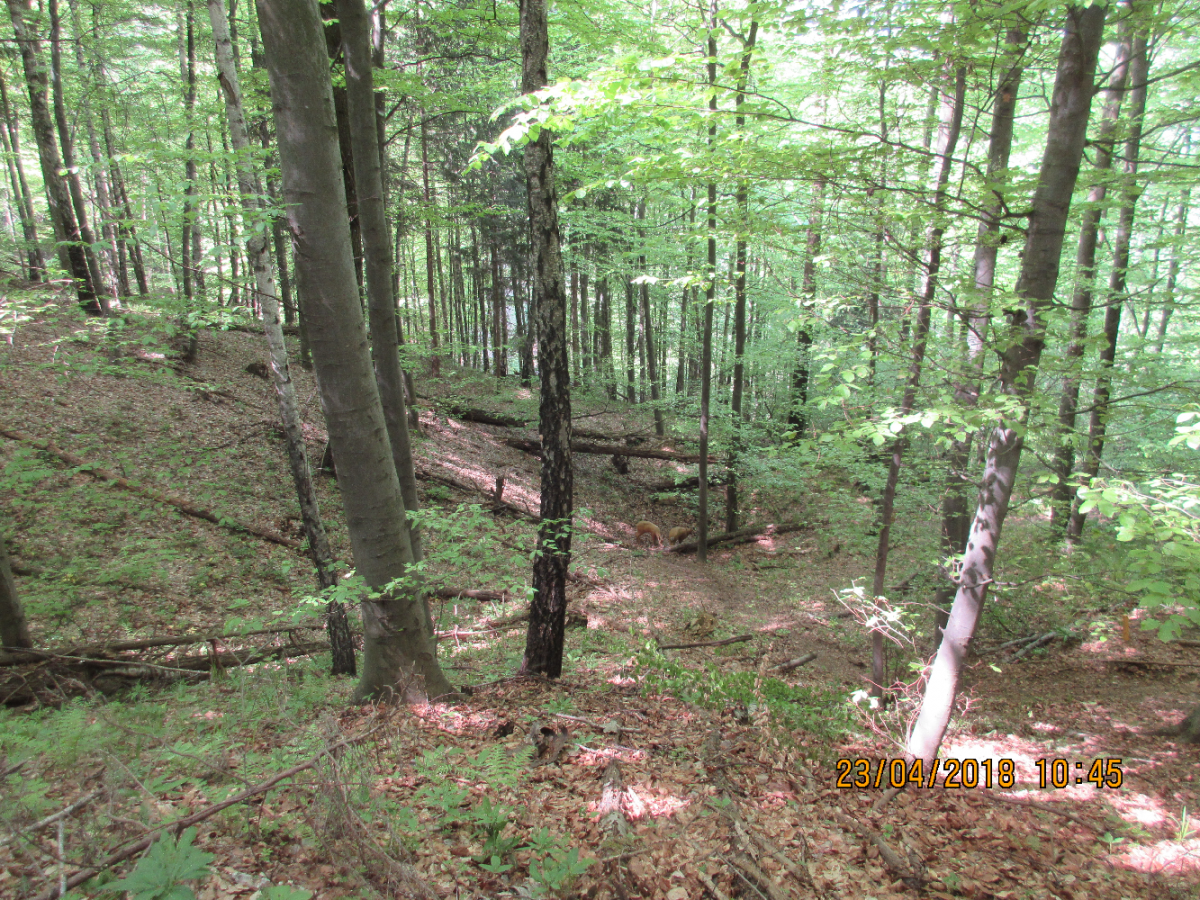 Styrian Archerie (33)
