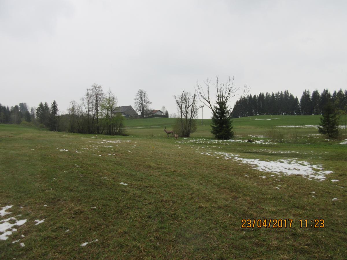 Talagova (54)