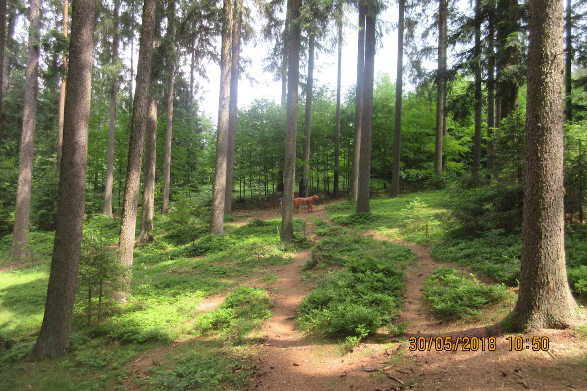 Waldenfels (61)