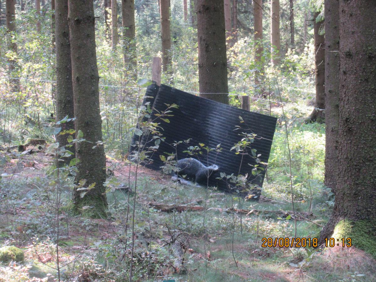 Weixlbaumer (39)
