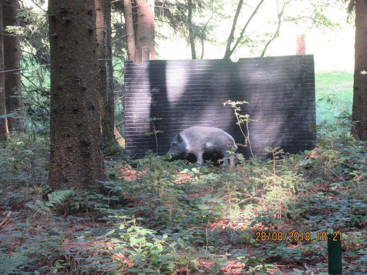 Weixlbaumer (46)