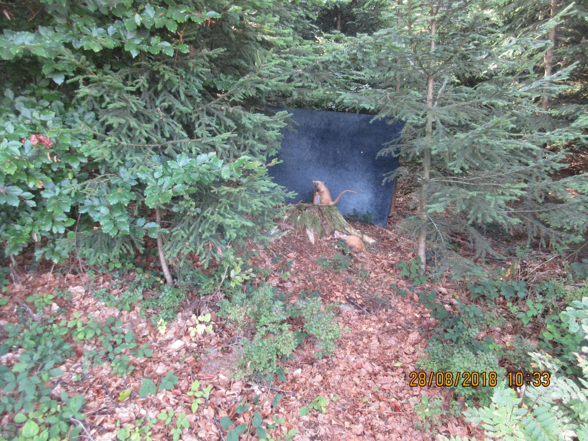 Weixlbaumer (51)
