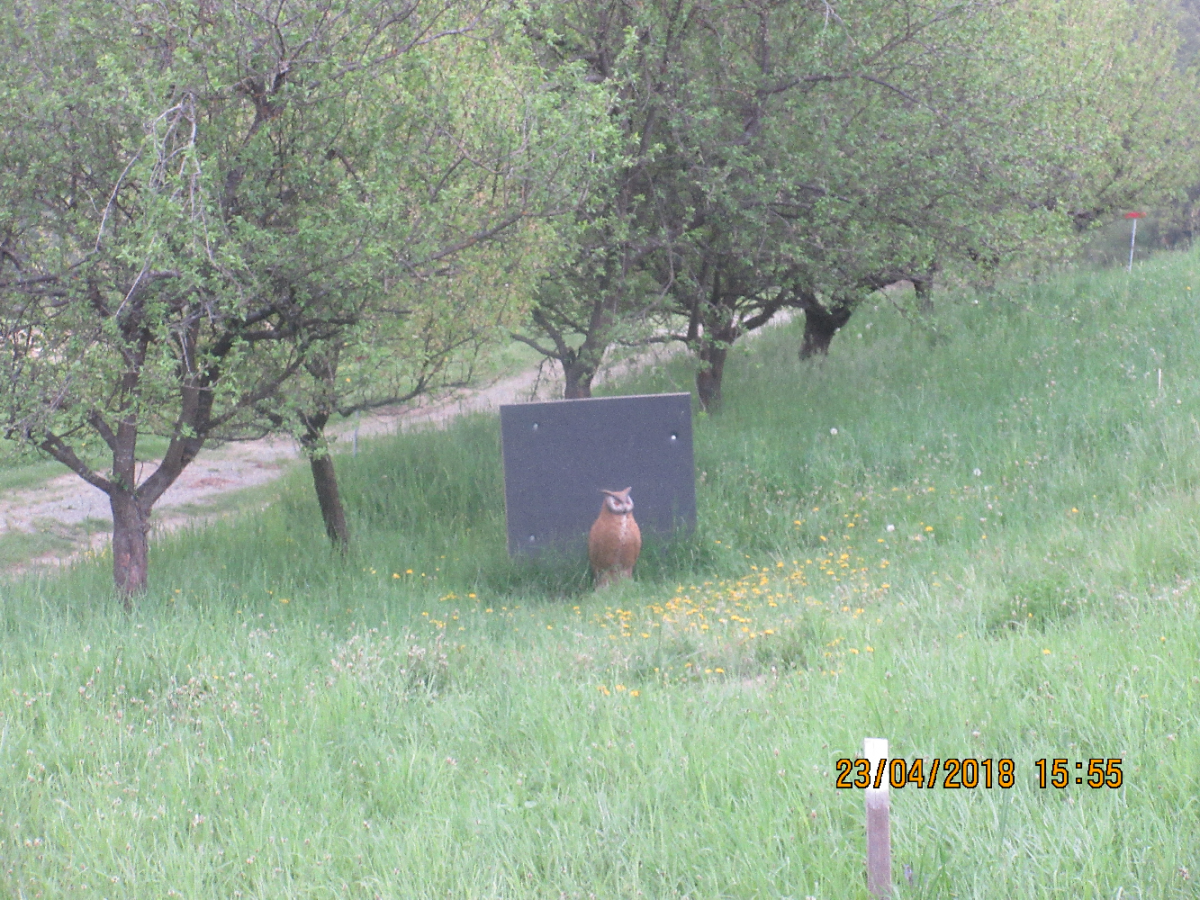 Wolfspfeil (31)