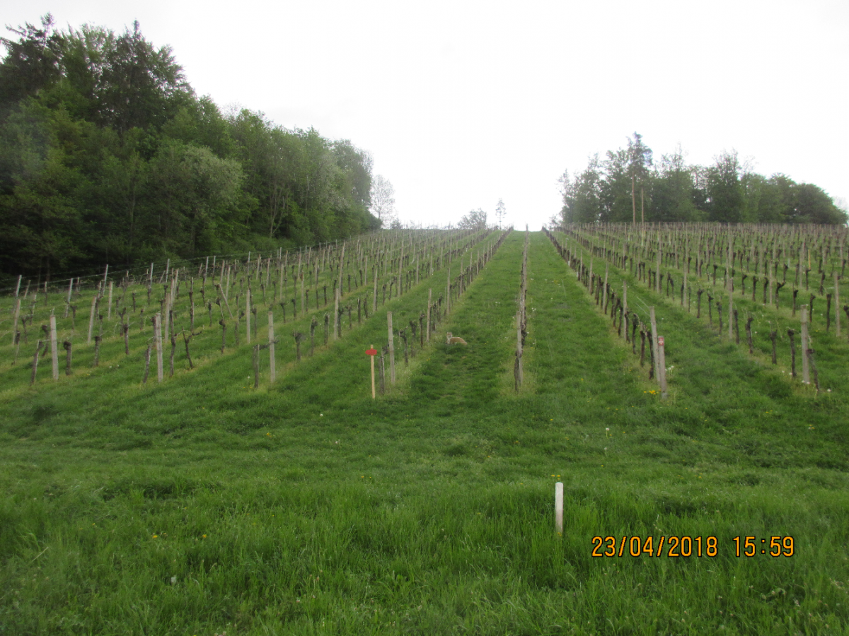 Wolfspfeil (32)