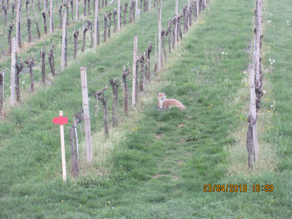 Wolfspfeil (33)