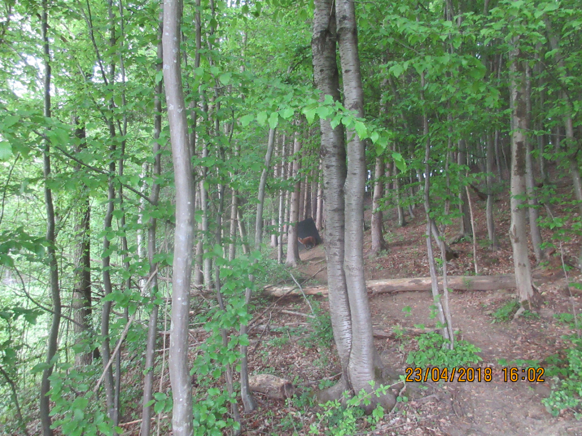 Wolfspfeil (36)