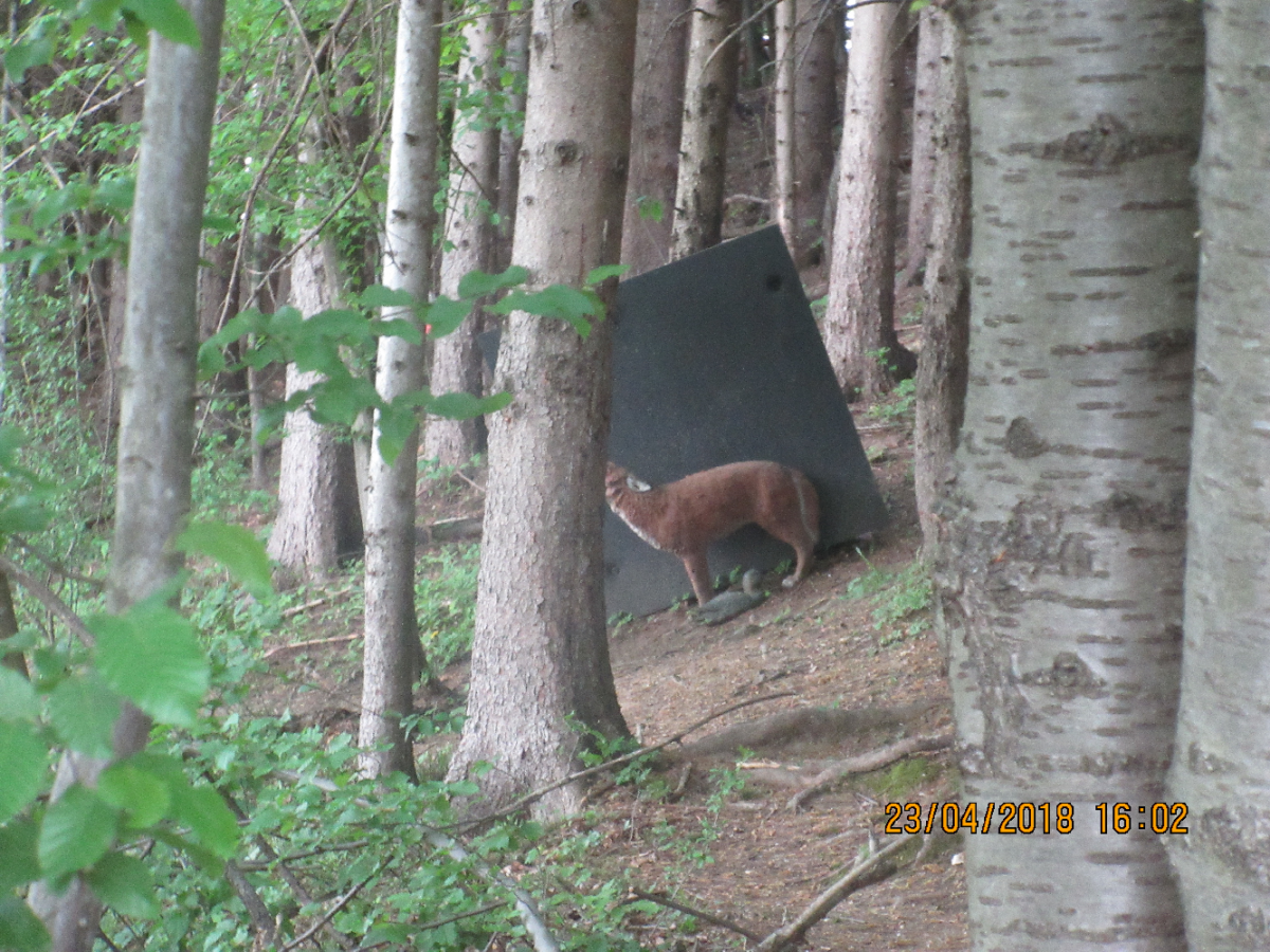 Wolfspfeil (37)