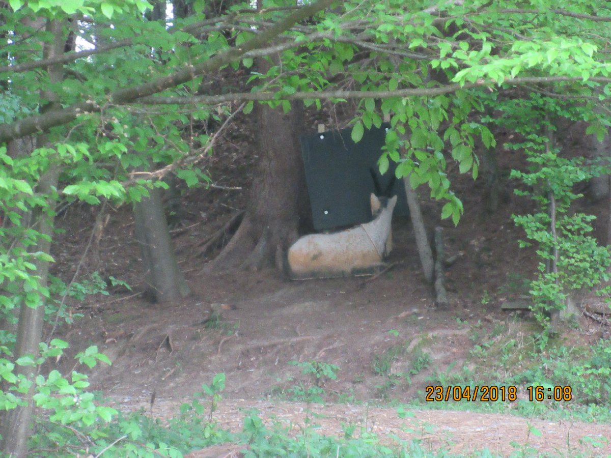 Wolfspfeil (39)