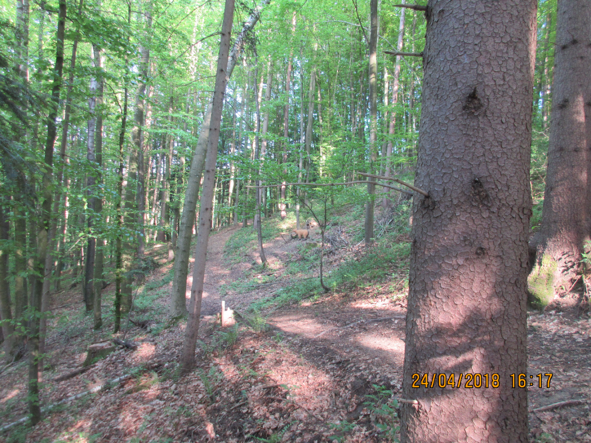 Wolfspfeil (46)
