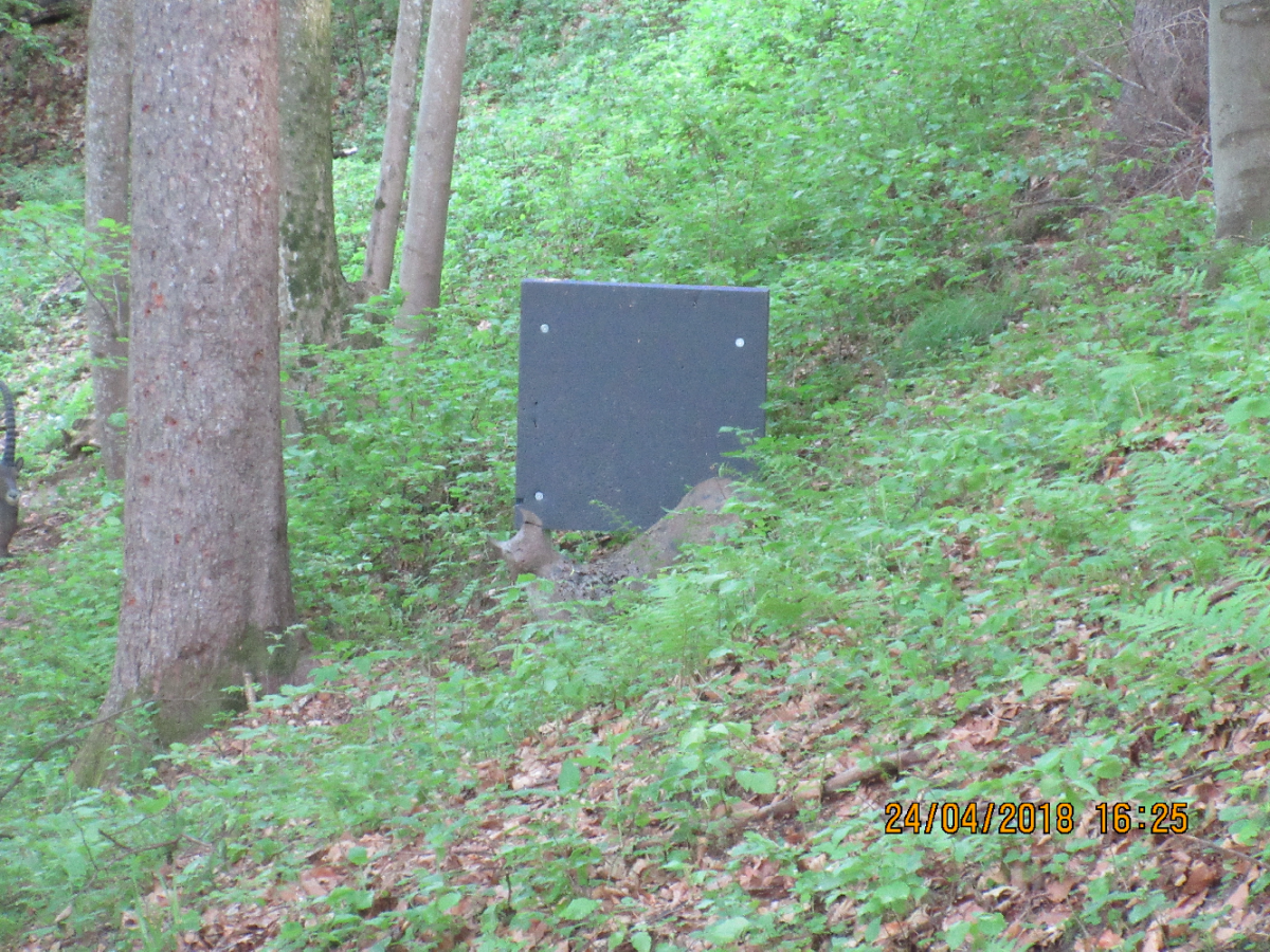 Wolfspfeil (49)