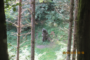 Aggsbach (27)