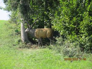 Gresten (35)