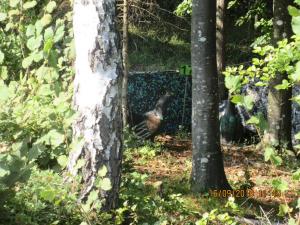 Gresten (37)