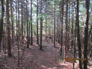 Gresten (40)