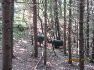 Gresten (41)