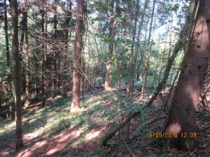 Gresten (42)