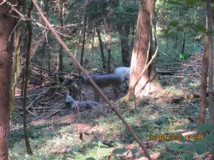 Gresten (43)