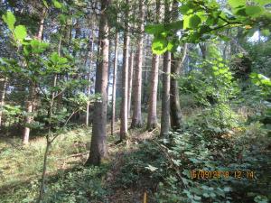 Gresten (44)