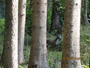 Gresten (45)