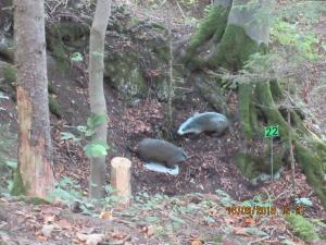 Gresten (47)