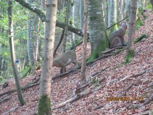Gresten (57)