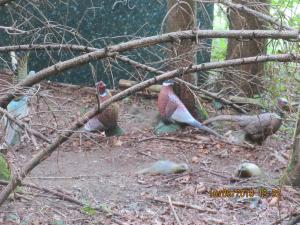 Gresten (61)