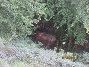 Gresten (67)
