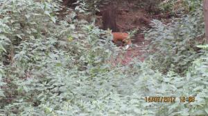 Rot (26)