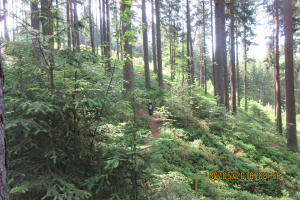 Waldenfels (11)