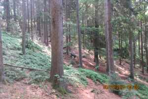 Waldenfels (13)