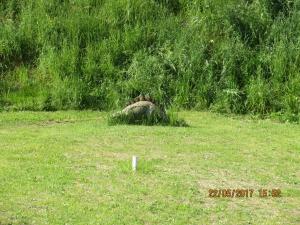 Walhalla Fun (15)