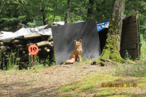 Windhaag Sport (42)