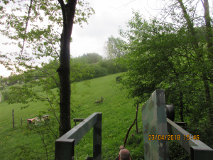 Wolfspfeil (27)